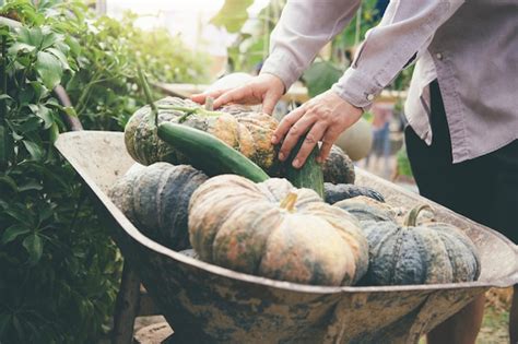 Premium Photo | Harvesting vegetables from the garden.