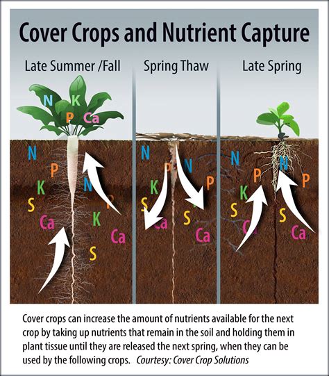 Nutrient Management Among Key Benefits from Planting Cover Crops - CropLife