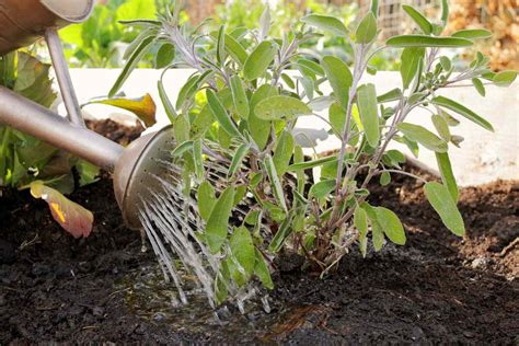 Watering Can Watering With Herbs