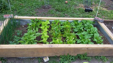 Been harvesting greens out of my cold frame twice a week and it won&#039;t ...