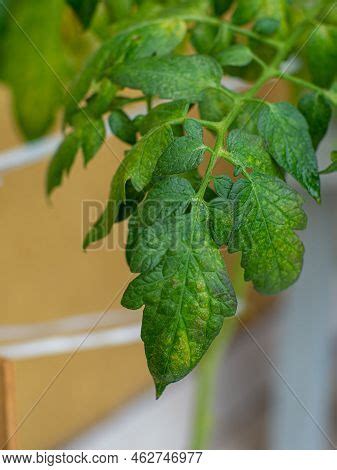Early Blight Tomato. Image &amp; Photo (Free Trial) | Bigstock