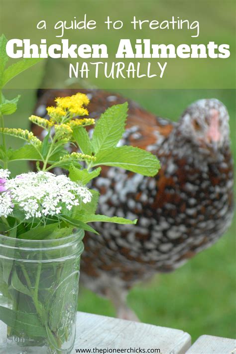 What natural remedies prevent common backyard chicken diseases?