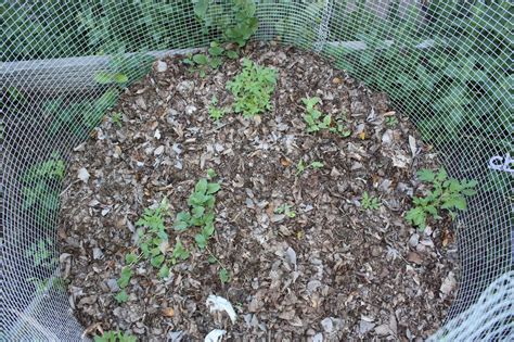 Boise Daily Photo Garden Shot: Compost Pile Progress