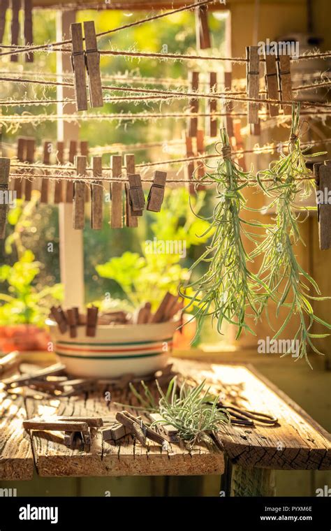 Kitchen dried herbs hanging hi-res stock photography and images - Alamy