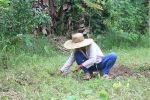 Top 5 challenges faced by Filipino farmers today - Now You Know PH
