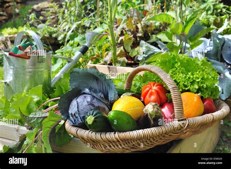 basket of fresh vegetables in a placed vegetable garden Stock Photo - Alamy
