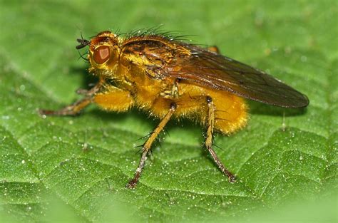 Download Dung Fly Wallpaper | Wallpapers.com