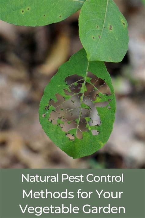 Safest natural pest control for a small country kitchen garden?