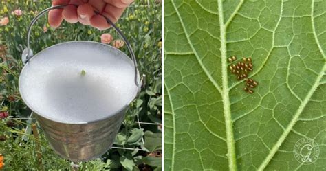 Squash Bug Prevention &amp; Organic Control - Growing In The Garden