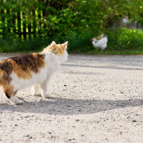 Comprehensive Guide to Chicken Coop Safety Standards