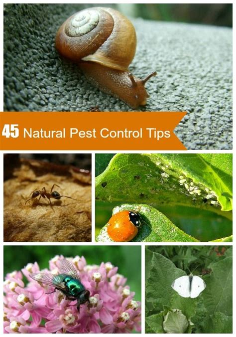 Natural Organic Garden Pest Control Tips | Install-It-Direct | Lawn ...