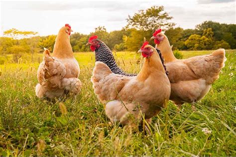 The Surprising World of Chickens