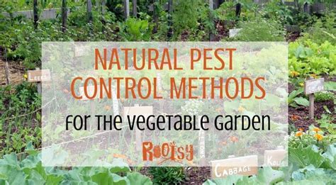 DIY organic pest remedies for common garden edibles?