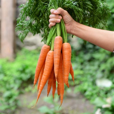 How to Grow Carrots - Know Your Produce