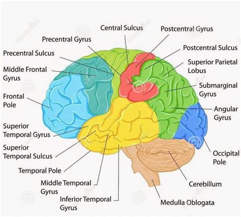 Labeled Pictures Of The Brain Labeled Diagram Of The Brain Anatomy Of ...