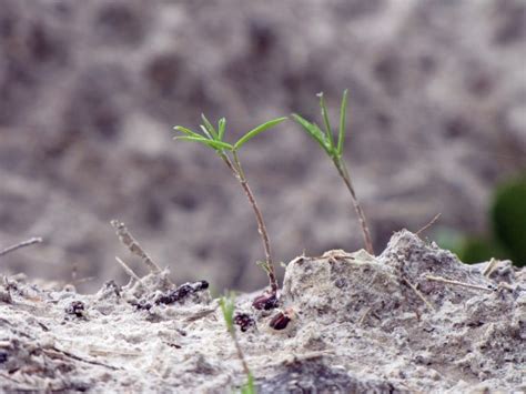 Hairy Vetch: A Cover Crop - Four String Farm Four String Farm