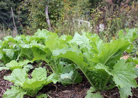 Planning and Planting a Root Cellar Garden | Growing vegetables ...