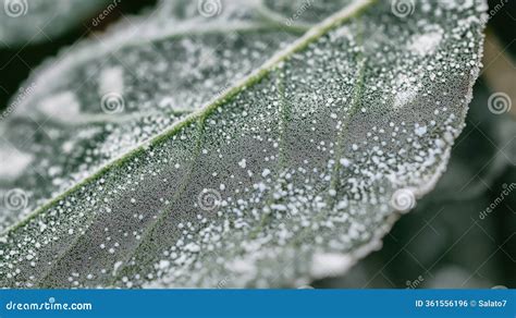 Close-up of a Leaf Suffering from Powdery, Mildew, a Common Fungal ...