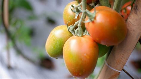 Ripe tomato plant growing in garden. Fresh bunch of red natural ...