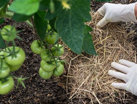 6 Reasons to Mulch Around Your Tomato Plants - Backyard Boss