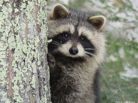 Creature Feature: Raccoon