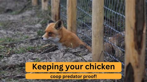 Protect Your Chickens: Tips for a Predator-Proof Coop | Nesty Boxes