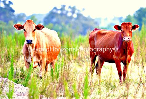 How to capture authentic “country living” BTS without looking unprofessional?