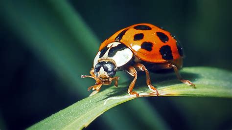 How To Tell Ladybugs Apart From Their Nasty Twin Asian Lady Beetles