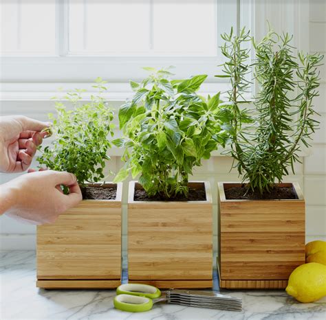 How do I keep my garden herbs fresh longer after harvesting?
