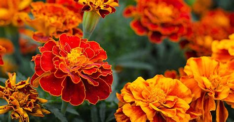 How to Grow and Care for Marigold Flowers | Gardener's Path