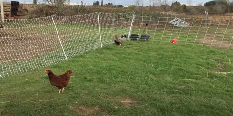 Best Portable Electric Fence for Chickens - TheFarmLiving.Com