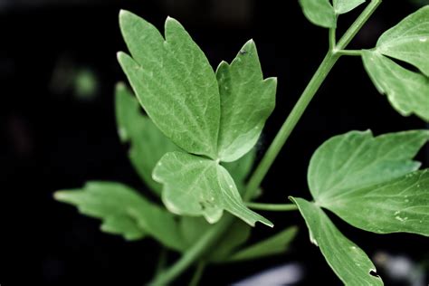 Drying Garden Herbs — Coquitlam Heritage at Mackin House