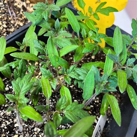 How To Harden Off Tomato Plants Before Planting (+ Why!) - Tomato Garden
