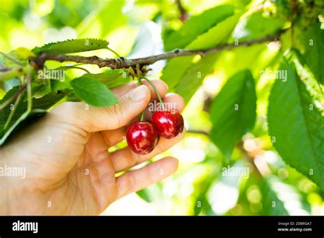 Picking Fresh Food At Farm From Tree Branch Stock Photo - Alamy