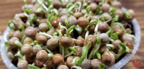 »Seedling Care And Health- A Definitive Guide« - FO-Video-Library