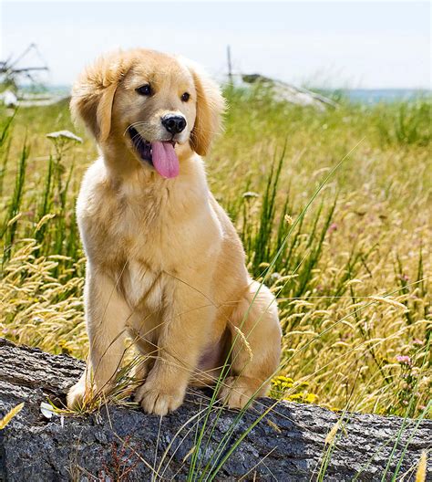 Cute Wallpaper Golden Retriever Adorable Puppies at Denise Reyes blog