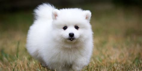 Small Dog Breed For Sale at Johnnie Sharp blog
