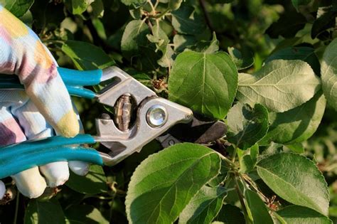 Page 7 | Pruning Branches Images - Free Download on Freepik