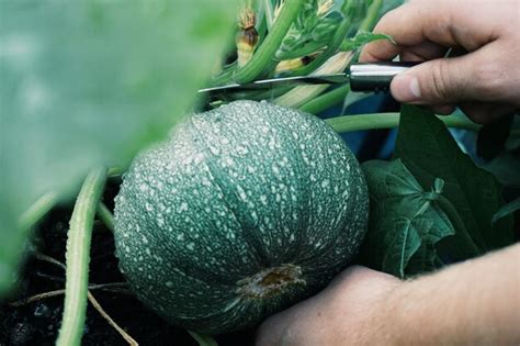 Premium Photo | Cropped hand of person cutting squash at farm