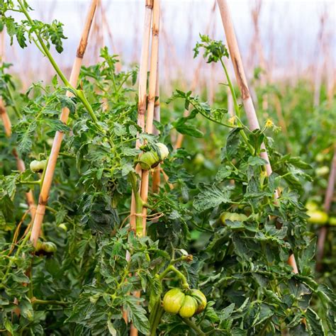 The Best Way To Stake Tomato Plants: 7 Practical Tips From Experienced ...