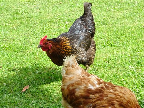 Chickens | Guide | Omlet UK