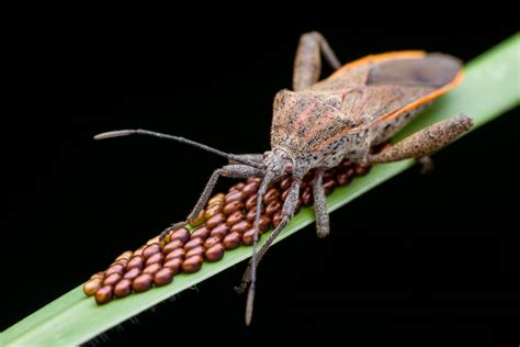 Effective homemade remedy for squash bug infestation in country gardens?