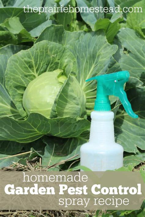 Organic Pest Control Spray for Gardens