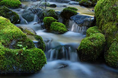 Back to Nature: The Healing Power of the Natural World – AdventuresNW