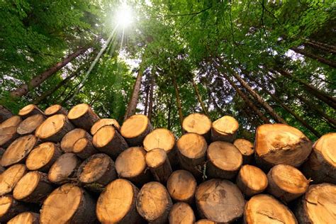 Wood Basics: Different Uses and Care for Wooden Materials