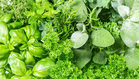 Hetty’s Herbs Fresh Herb Pairing Guide: Pork | Hetty's Herbs & Plants