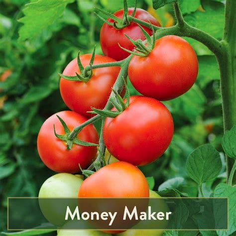 Heirloom Tomato Garden - Heartsgood Farms