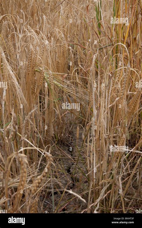 failed wheat crop Stock Photo - Alamy
