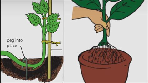 Types Of Layering In Plant Propagation at Karen Spaulding blog