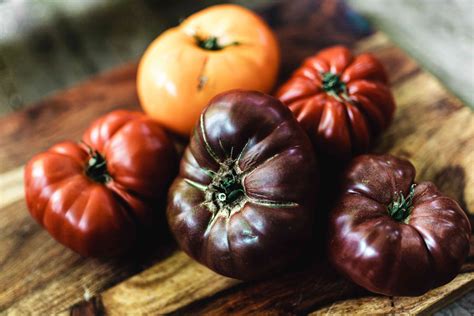 Beginner Tips for Growing Plumper Heirloom Tomatoes